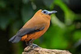 Fakta Menarik Capuchinbird: Burung Berbunyi Layaknya Sapi Jantan