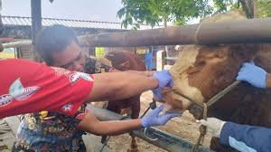 Dekat Idul Adha, Stok Ternak Pasar Hewan Jatinom Mencapai 400 Ekor, DKPP Klaten Awasi Kesehatan Hewan