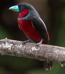 Burung Sempur Sungai: Keajaiban Paruh Berwarna-Warni di Indonesia